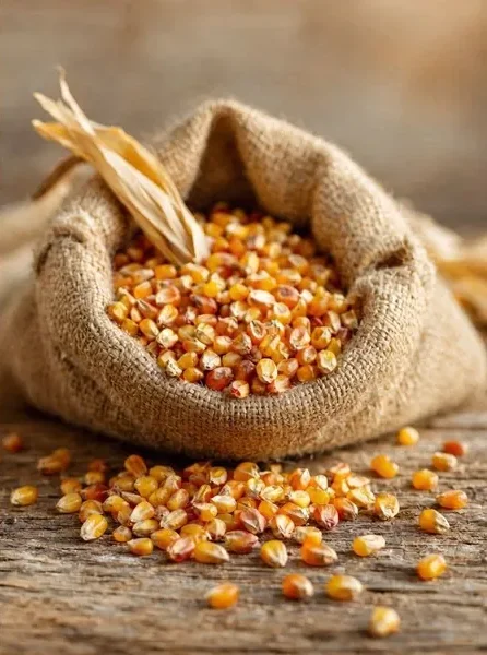 Dried corn kernels in a burlap sack